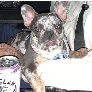 Meet your Posher, Lamar